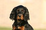 SETTER GORDON 022